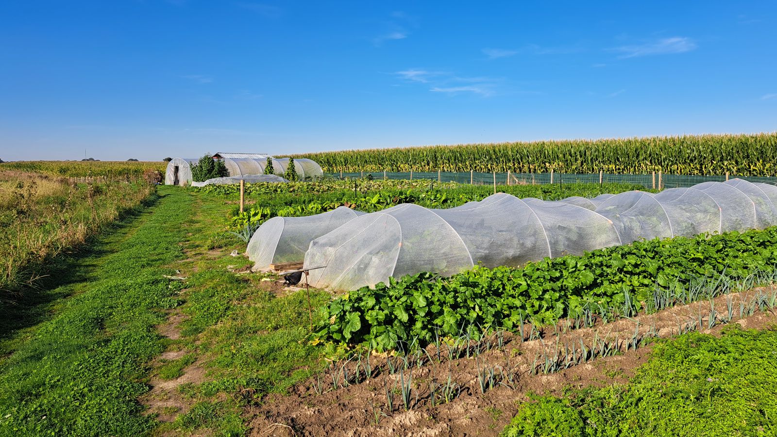 Serre en groentebedden onder net in de Goestuin
