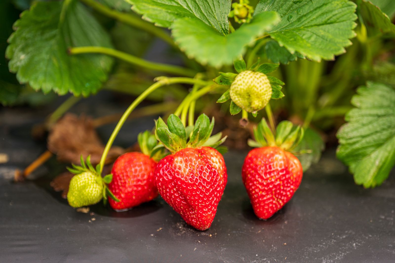 Rijpe aardbeien aan de plant